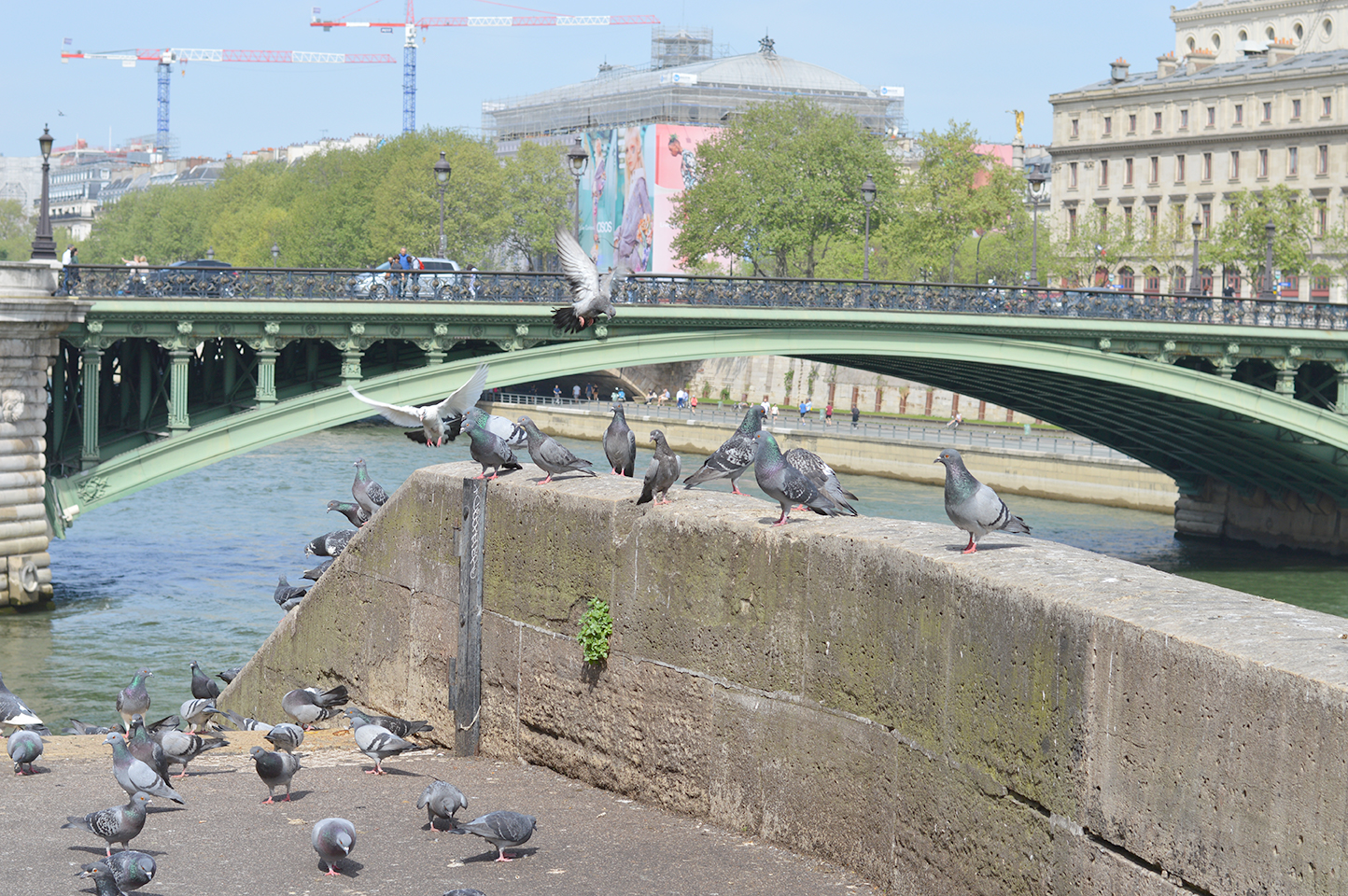 Flâner sur l'Île de la Cité, ponts de la Seine et les pigeons