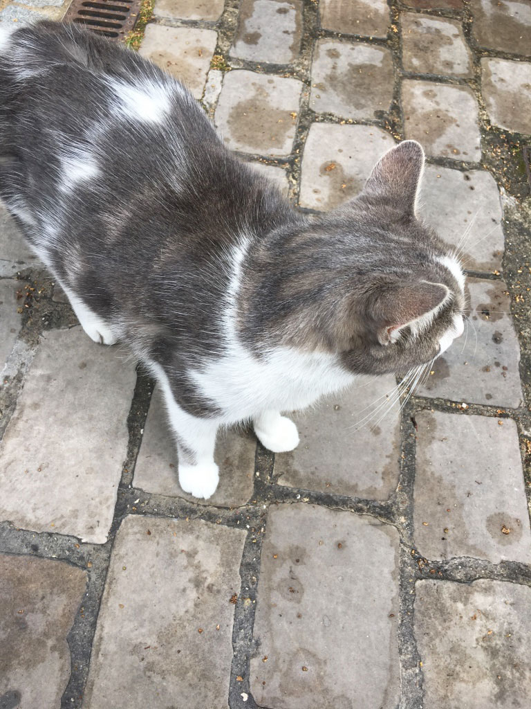 chats, cimetière de Montmartre